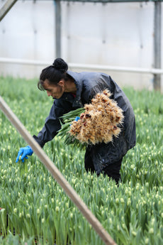 cropping tulips at Love Delivered Farm