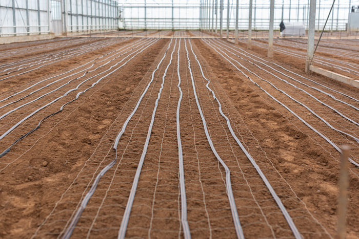 Love Delivered planting stocks