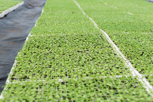 Love Delivered stocks ready to plant