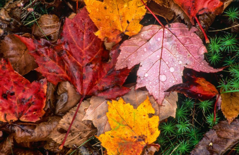 Colored Leaves Falling on the Ground