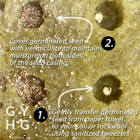 How to transfer pre-germinated Seed to Rockwool or Soil