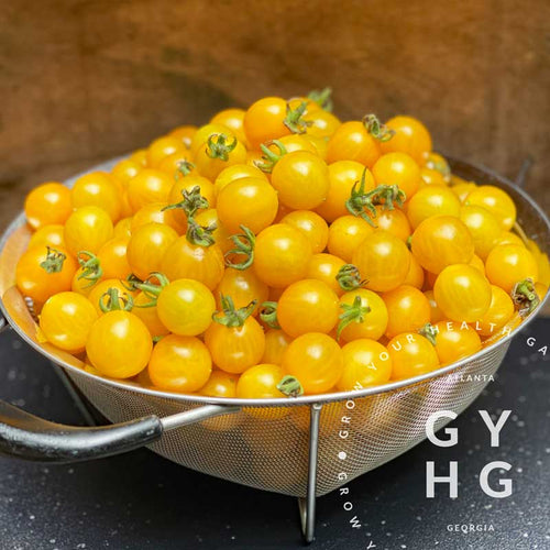 Tomato Blue Cream Berries seeds - Twining Vine Garden