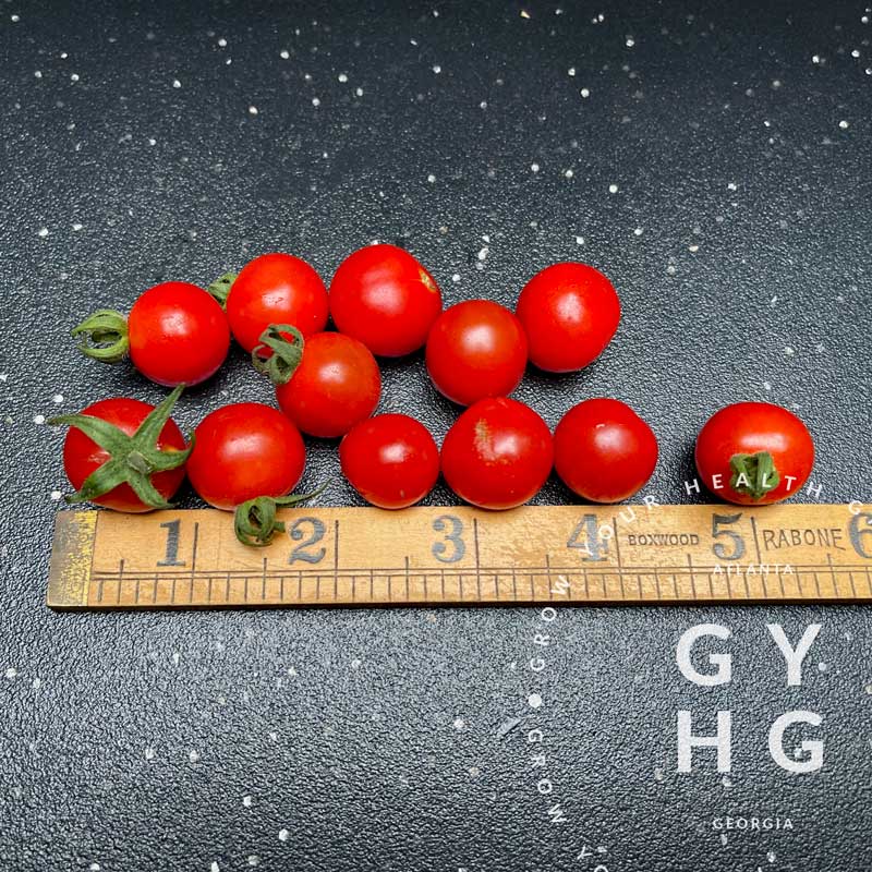 Matts Wild Cherry Tomato Seeds Grow Your Health Gardening 6508