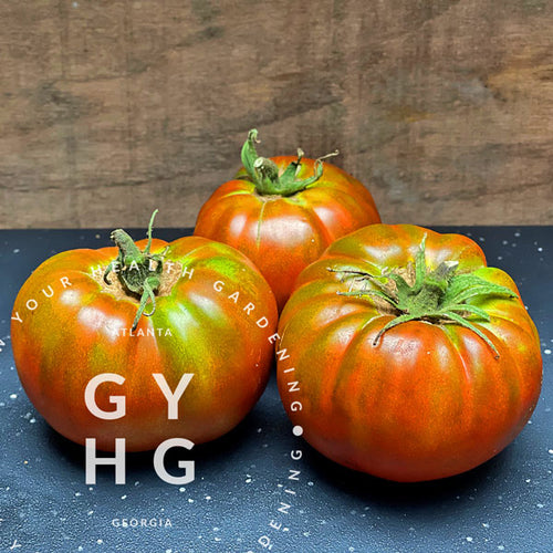 Martian Giant Slicer Heirloom Certified-Organic Tomato Seed