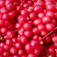 Schisandra