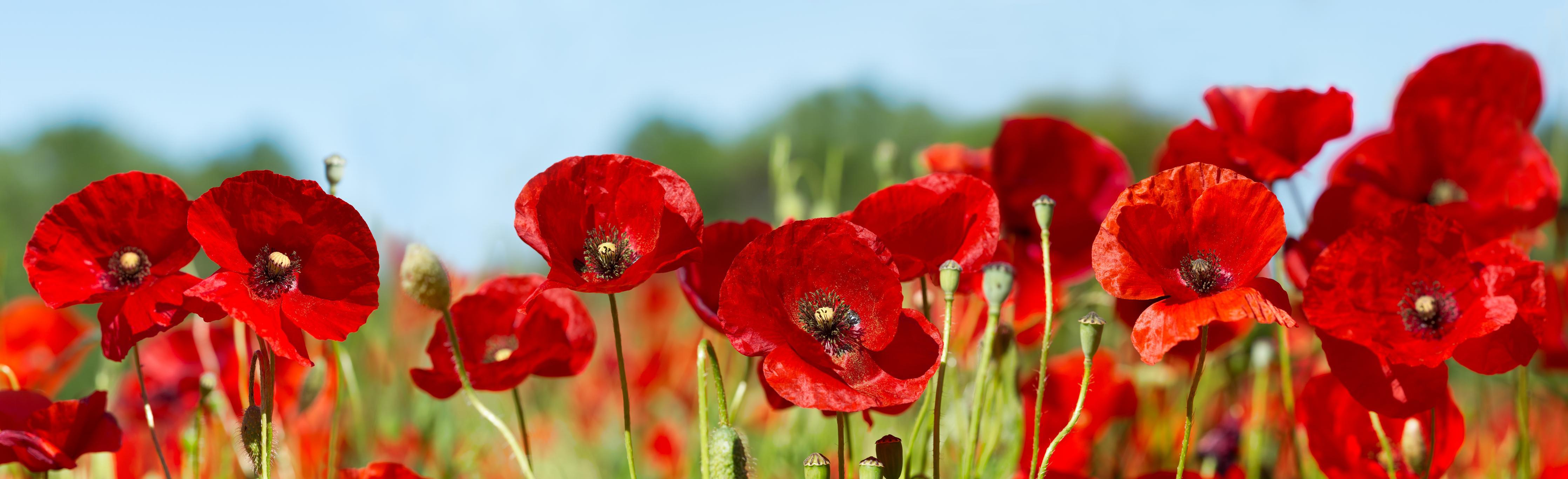 Küchenrückwand - Rote Mohnblumen auf einem Feld - Rueckwand24