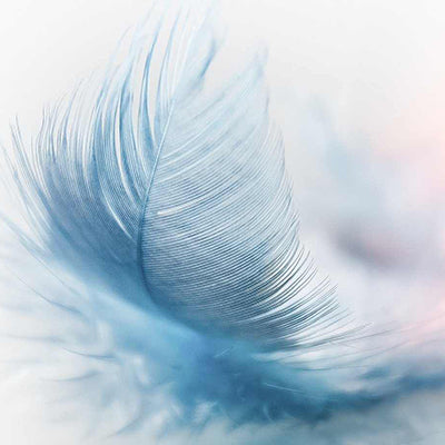 feather-3010848_1280-1