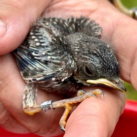 Bluebird banding done at Copper Knoll Farms