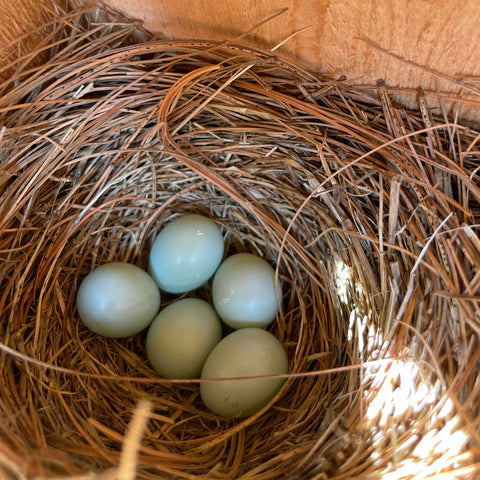 Bluebird eggs laid at Copper Knoll Farms