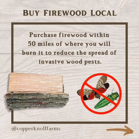 Buy firewood local to avoid invasive pests