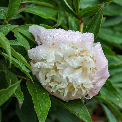 Peony flower with water droplets from Copper Knoll Farms