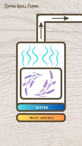 Illustration showing how lavneder hydrosol is made