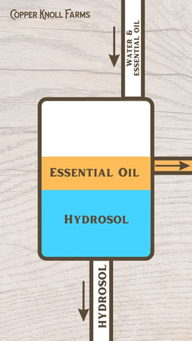 Illustration showing how lavneder hydrosol is made