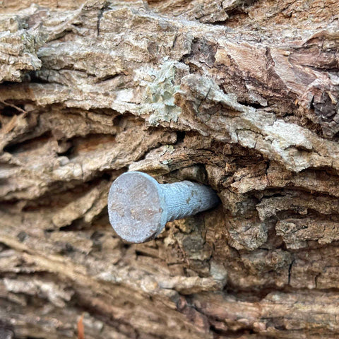 Large Nail in Firewood