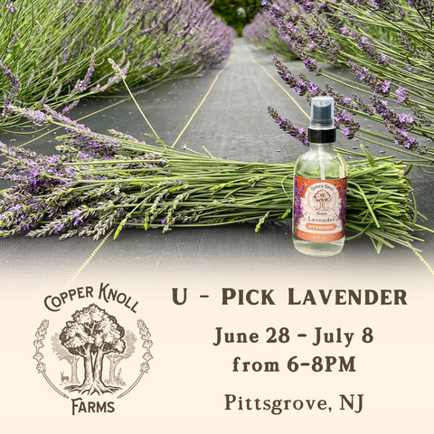 U-Pick Lavender at Copper Knoll Farms in Pittsgrove, NJ