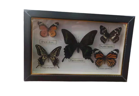 Taxidermie papillon dans cadre véritable papillon cadre -  Canada