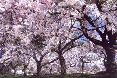 A lush canopy of cherry blossom trees in full bloom, creating a vibrant tapestry of pink petals against a bright spring sky, encapsulating the beauty of cherry blossom season in a tranquil park setting.