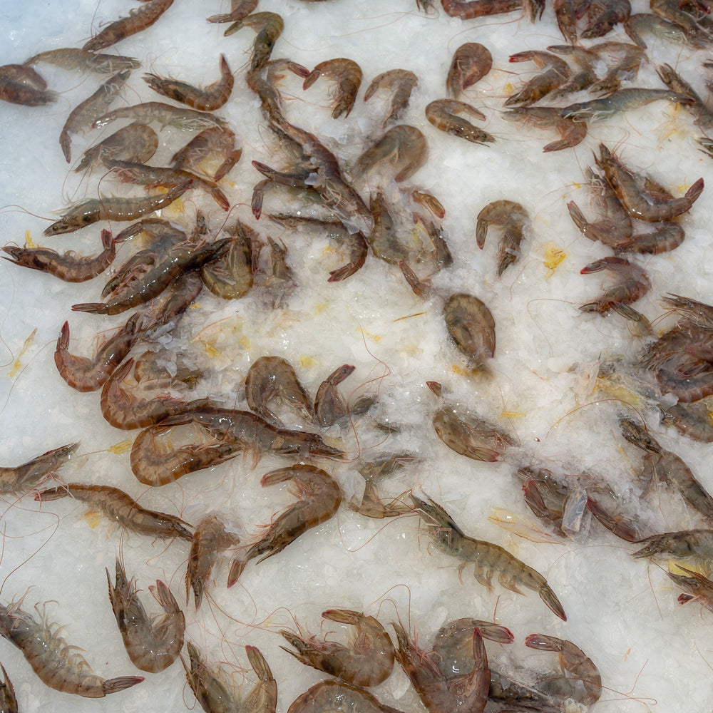 American Cultured Shrimp For Sale Fresh Harvested Daily Sun Shrimp