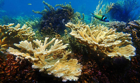 San Andres Island Coral Reef