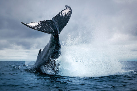 The Whale Jump