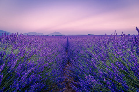 lavender for incense