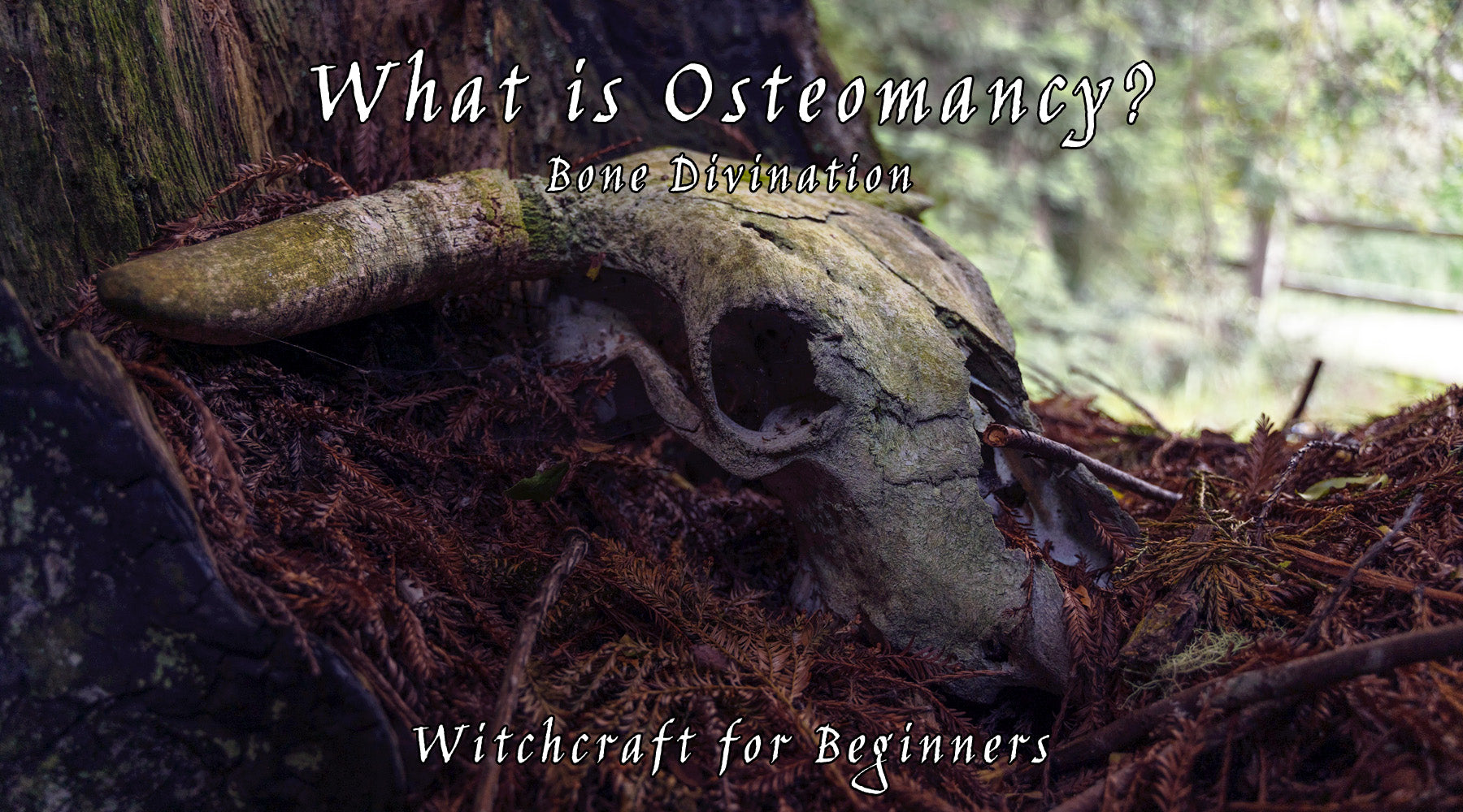 What is Osteomancy Divination? – SpellCloth