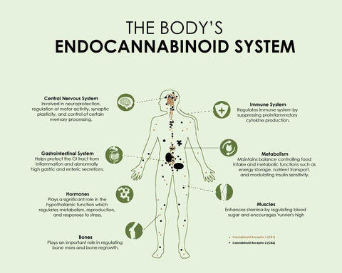 Endocannabinoid System of Human Body