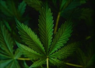 Hemp Leaf