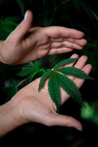 hemp leaf in hand