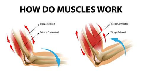 how do muscles work