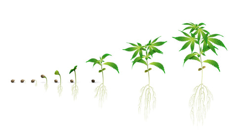 Life cycle of hemp plant