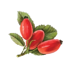 rosehip icon