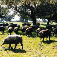 The Ibérico pig is native and exclusive to the Iberian Peninsula and raised freely in the Dehesa