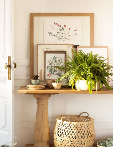Las 4 mejores plantas de interior para decorar tu hogar – Casa Suarez