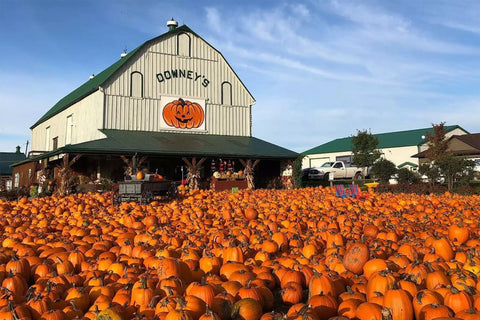 downeys farm in caledon surrounded by pumpkins