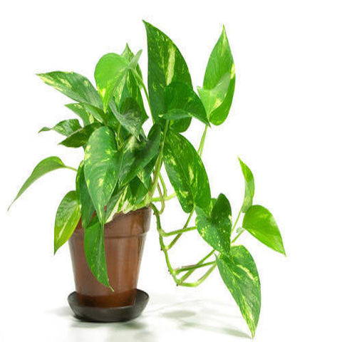 Money Plant