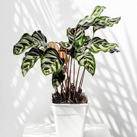 Peacock Plant