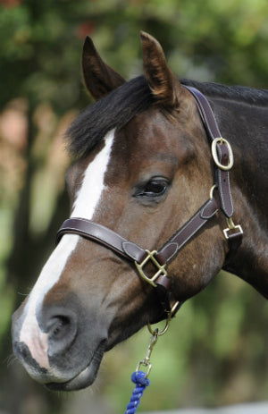 Premier Equestrian - Horse & Pet Supplies