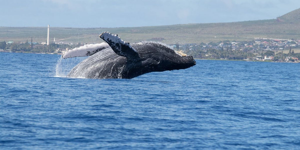 Animal totem baleine 