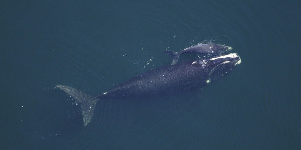 Animal totem baleine