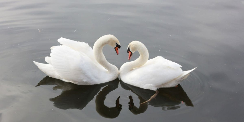 Animal totem cygne