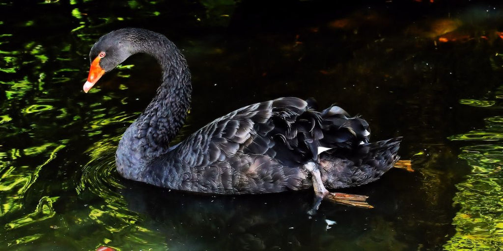 Animal totem cygne noir