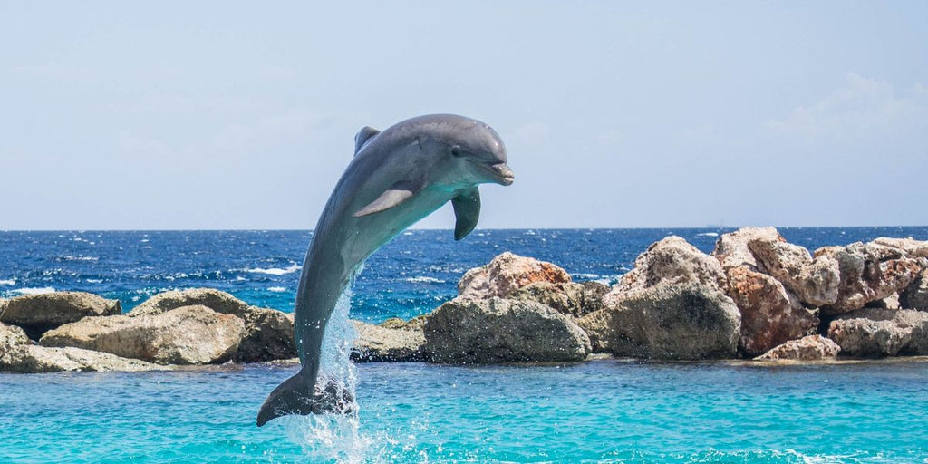 Animal totem dauphin