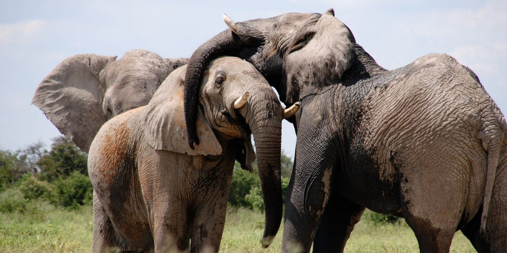 Animal totem éléphant