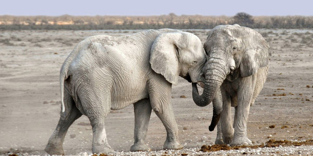 Animal totem éléphant