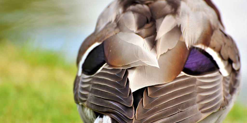 Plume de canard