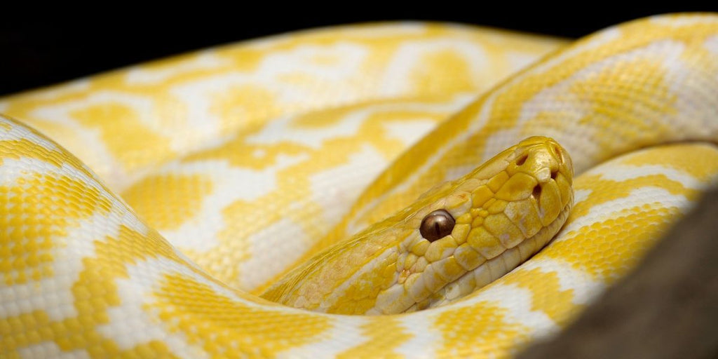 reves de serpent jaune
