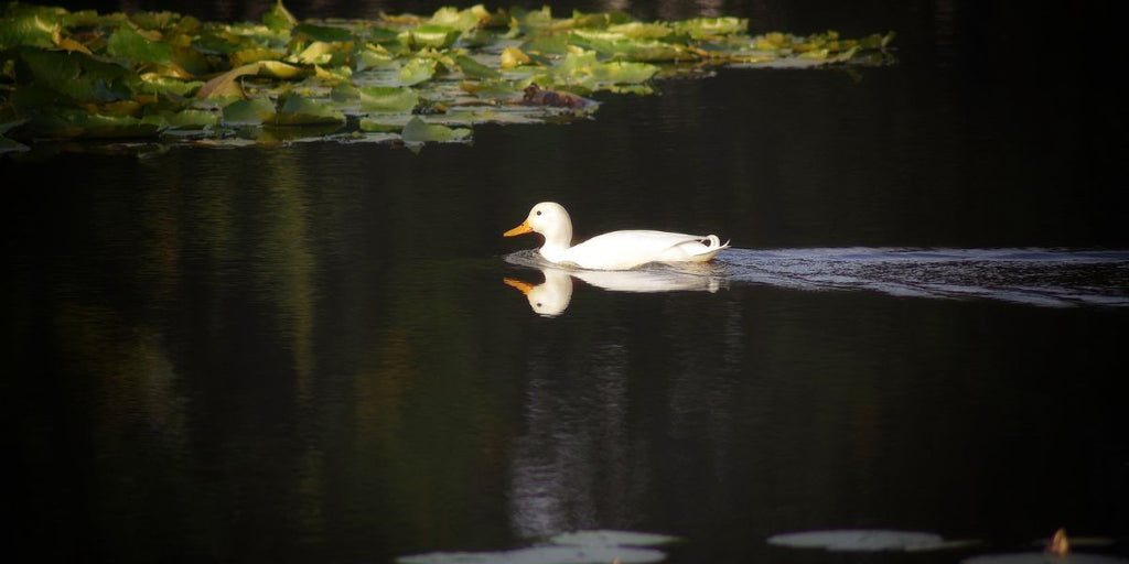 animal totem canard blanc