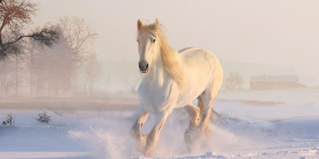 animal totem cheval blanc