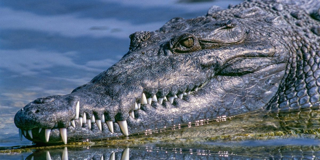 animal totem crocodile 